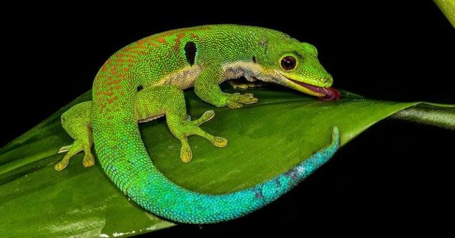Things You May Not Know About Lizards