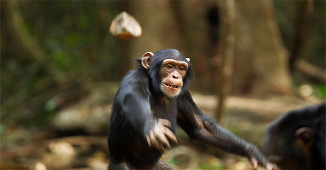 This Chimpanzee Population Has a Hobby of Throwing Rocks at Trees and the
