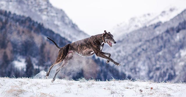 This Is the Fastest Dog in the World, Only to Lose the Grouse