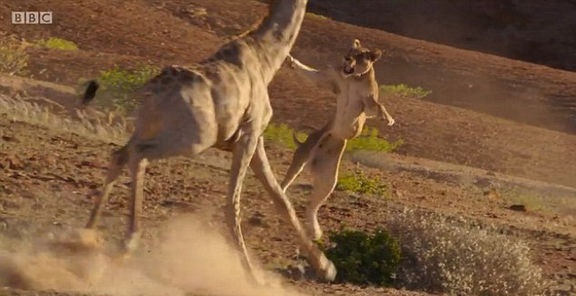 Thought About to Have a Hearty Meal, Flying Lions Biting Giraffes