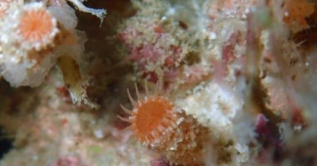 Three New Species of Crustaceans Are Found in Coral Reefs