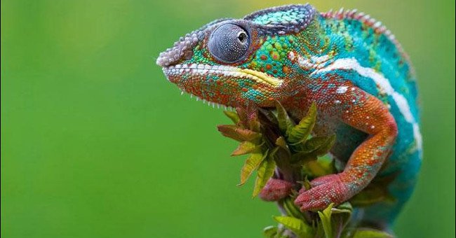 Three New Species of Geckos Were Discovered in Central Africa