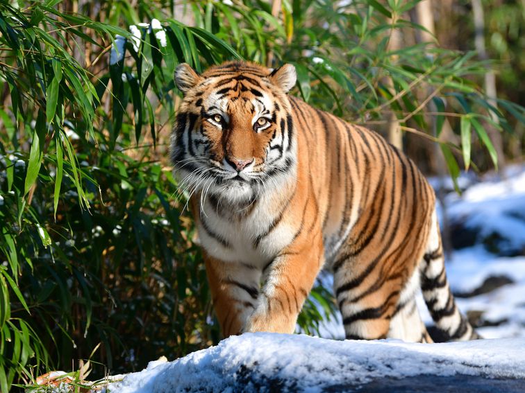 Tiger at the Bronx Zoo Tests Positive for Coronavirus