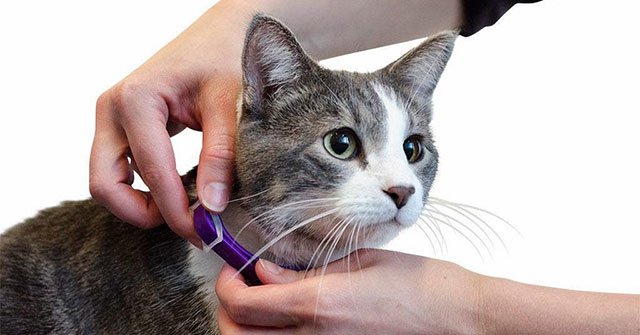 Tips to Use Your Cat Hack Wi-Fi Neighbors Password