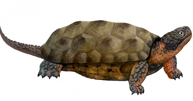 Tooth Turtles Can Last More Than 100 Million Years Ago