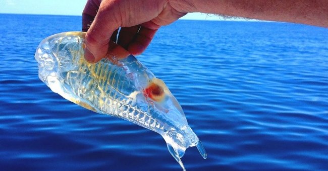Top 11 Exotic Animals You May Have Heard for the First Time