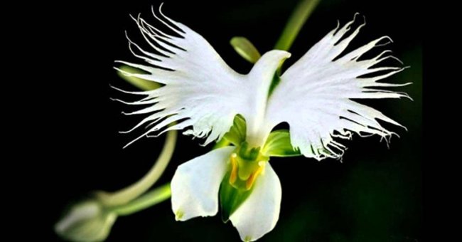 Top 18 Most Humorous Floral Flowers in the World