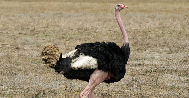 Top 6 Largest Bird Species in the World