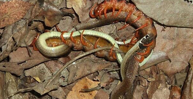 Trace Dick to Grab the Chance to Attack the Snake Which Is Laying