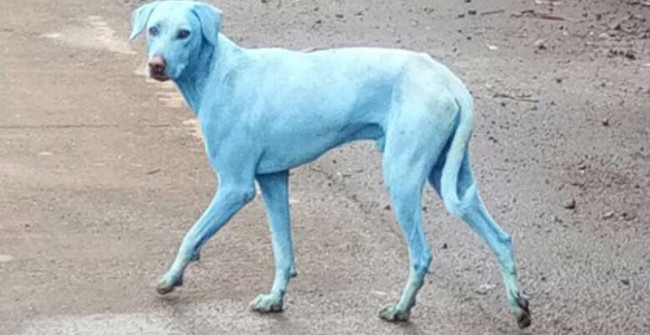 'Transfiguration' Dogs Turn Green After Drinking and Bathing Polluted River Water in India