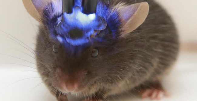 Transplanting a Mini-human Brain into Mice Causes Concern About