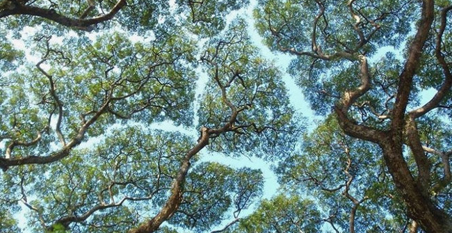 Trees Shy and Mysterious Have No Explanation for the Strange Behavior of Plants