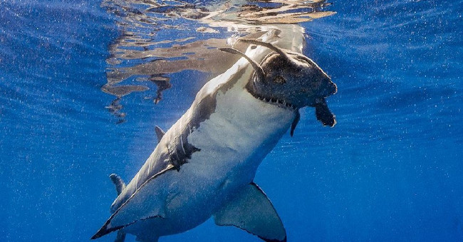 Turtles Shake Me to Avoid the Death of Tiger Sharks