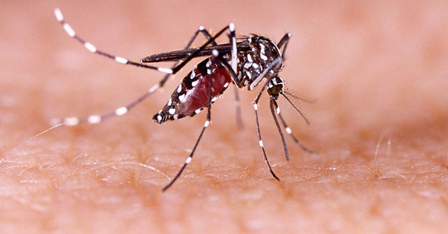 Twitter Account Was Suspended After Threatening to Kill. a Mosquito