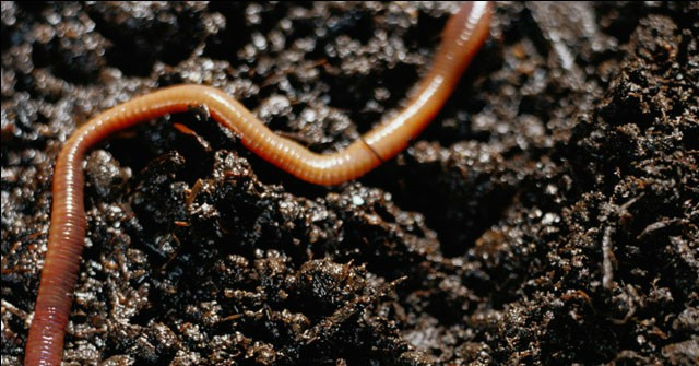Two New Earthworms Are Found in Kerala