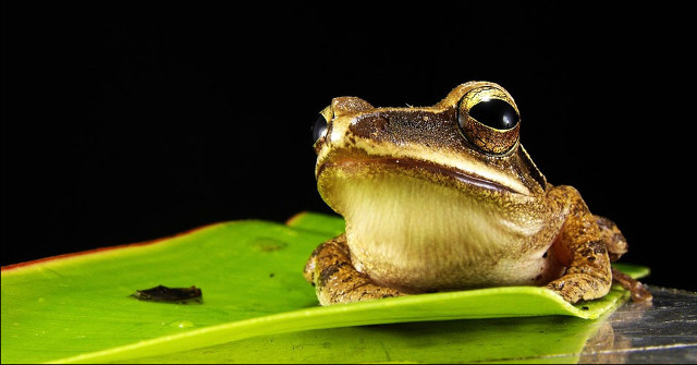 Two New Frog Species Are Named After Legendary Filmmaker Stanley