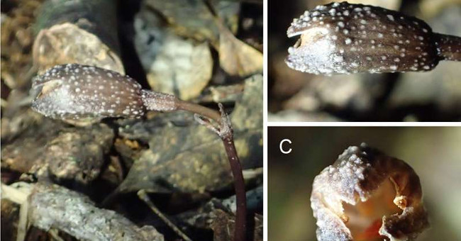 Two New Species of Parasitic Plants Discovered in Okinawa