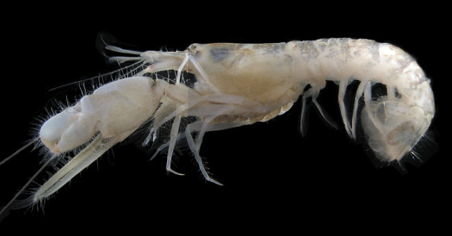 Two New Species of Shrimp Are Found in the Gulf of California Cave