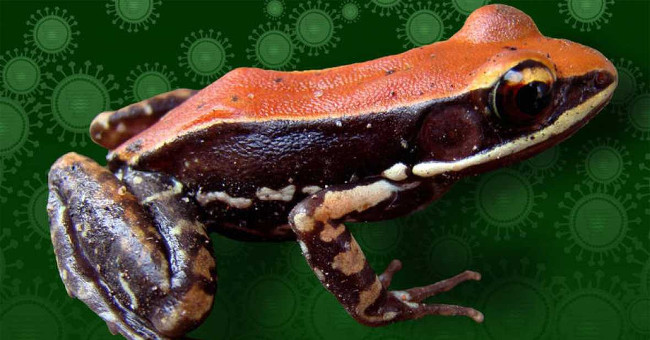 Unbelievable Story: Indian Frog Skin Mucus Kills the Flu Virus