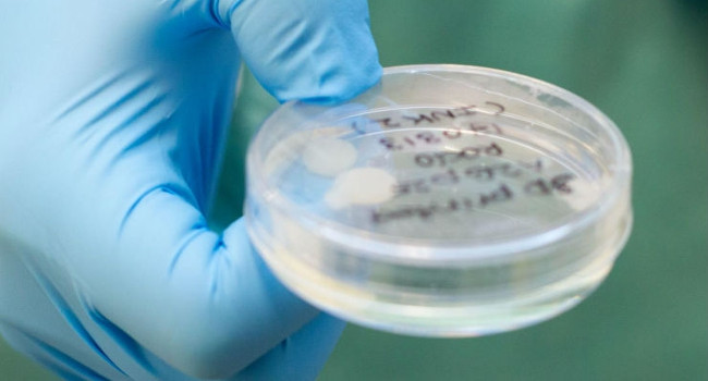 Unbelievable Story: Successful Creation of Stem Cells Made from Stem Cells Through 3D Printing