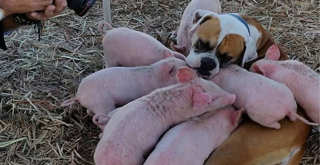 Unbelievable Story: the Bitch Adopts and Feeds the 8-pig Herd