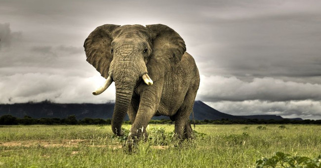 Unexpected Facts About Elephants, Animals That Communicate with Sound Waves