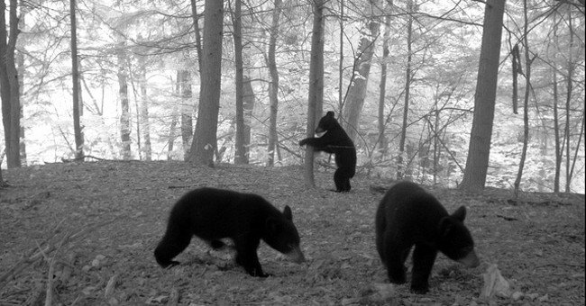 Unexpected Story: Black Bears Are Landing North of New York, Not Because of Humans