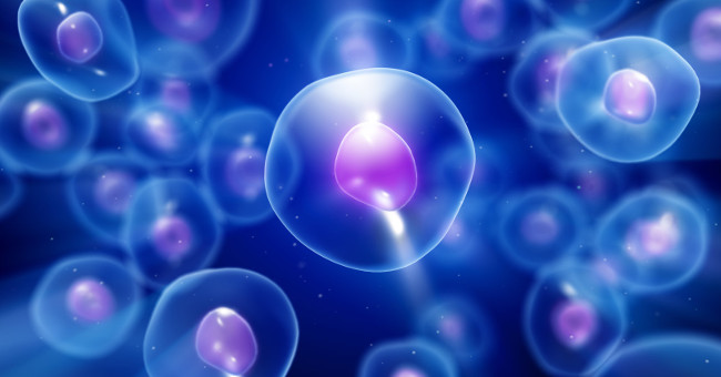 Unexpected Story: Science Turns Human Kidney Cells into Small Biological Generators
