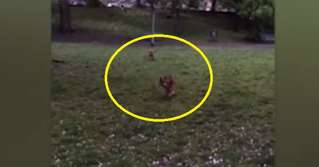 Unexpected Story: Wild Dogs and Foxes Recognize the Same Species