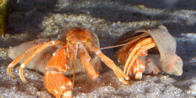 Unexpectedly Discover the New Unique Hermit Crab in South Africa
