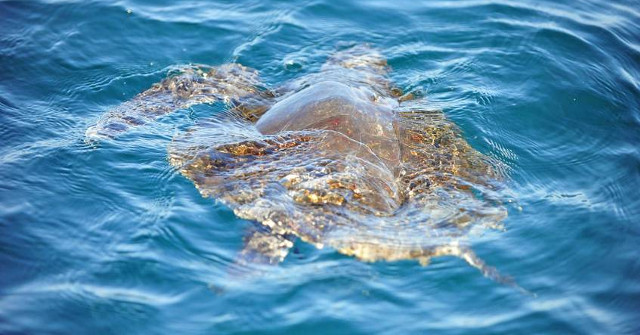 Unmanned Aircraft Help Scientists Monitor Endangered Sea Turtles