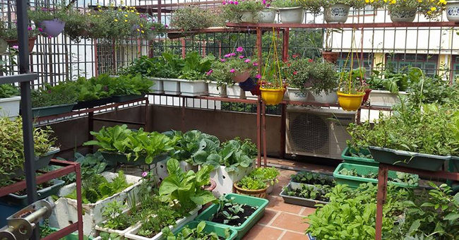 Use Kitchen Garbage to Recycle into Fertilizer for Home Vegetable