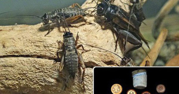 Vast Variety of Cages Capturing Ancient Chinese Crickets: the