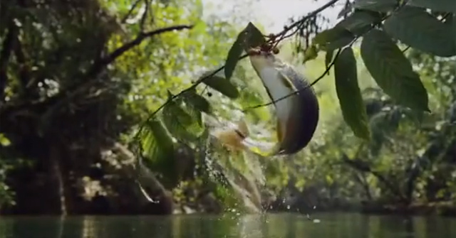 Fruit-eating Fish: Fish Pop Out of Breathtaking Fruit Juice