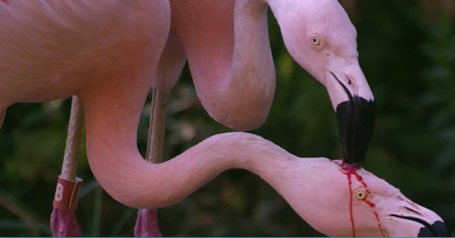 Video: Flamingoes Feeding Their Babies with 'Red Milk'