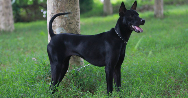Vietnam Owns One of the Rarest and Most Expensive Breeds in the World