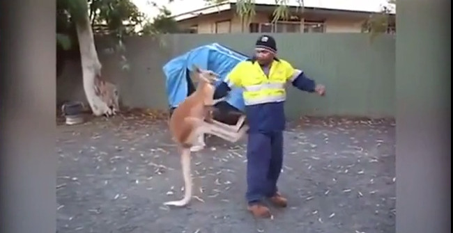 Aggressive Kangaroo Rushes to Fight the Man on the Australian Street