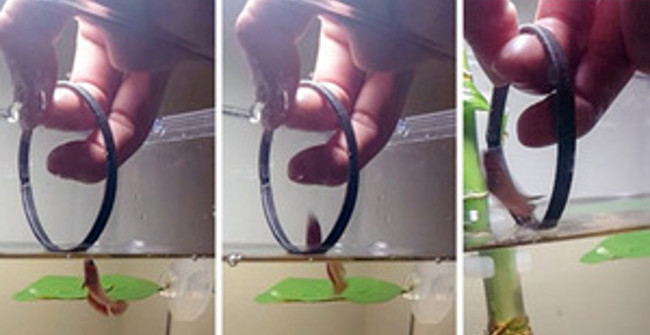 Watch the Circus Aquarium Dance with Your Eyes Jumping