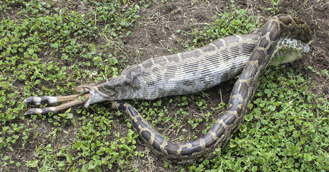 Watch the Giant Python Swallow Whole Eyes for 10 Seconds