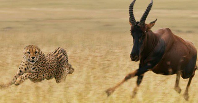 Watch Your Breath as a Pack of Cheetahs Hunt to Take Down the