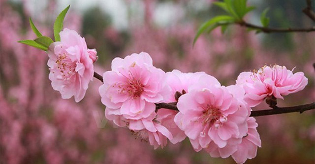Weather Forecast for Lunar New Year 2020, the North Is Likely to