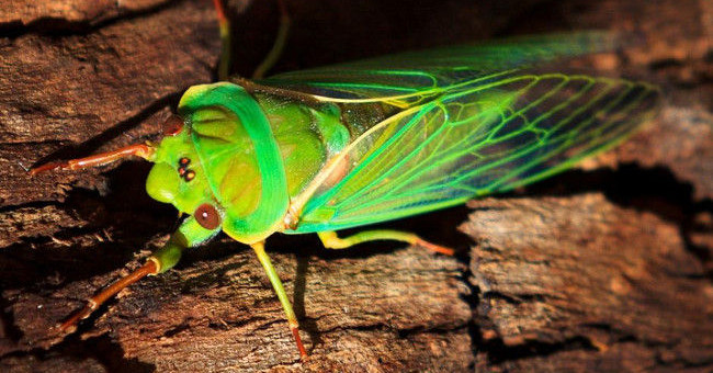 What Animal Is the Biggest Crybaby in Earth?