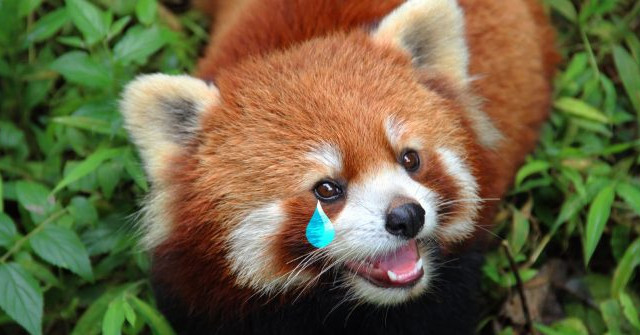 What Extensions Are No Longer Working on Firefox 'Fire Fox' 57?