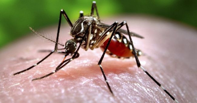 What Happens If Obnoxious Mosquitoes Disappear Completely on Earth?