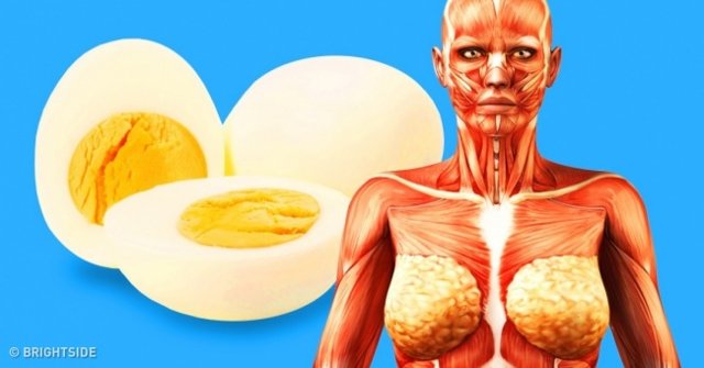 What Happens to Your Body When Eating 2 Eggs a Day