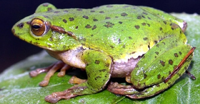 What Horrible Thing Will Happen to the Earth If the Frogs Become Extinct?
