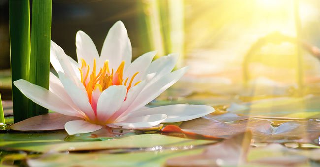 What Is Beautiful Life and 29 Ways to Help You Live Beautiful