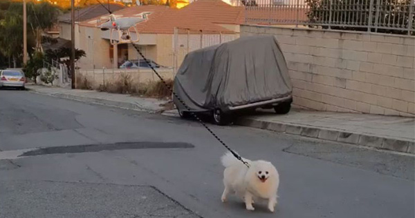 The Young Man Drones Take His Dog for a Walk to Avoid