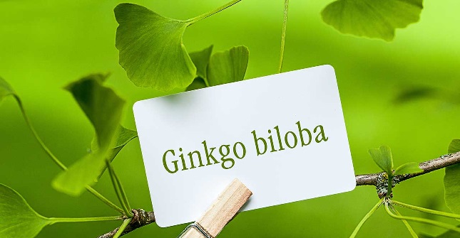 What Is Ginkgo Biloba? What Is the Effect of Ginkgo Biloba