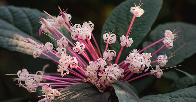 What Is Starburst Bush? Explained